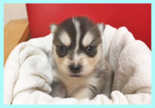 シベリアンハスキー ブラック&ホワイト オス 子犬販売の専門店 AngelWan 横浜
