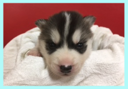 シベリアンハスキー　ブラック＆ホワイト　オス　子犬販売の専門店　AngelWan　横浜