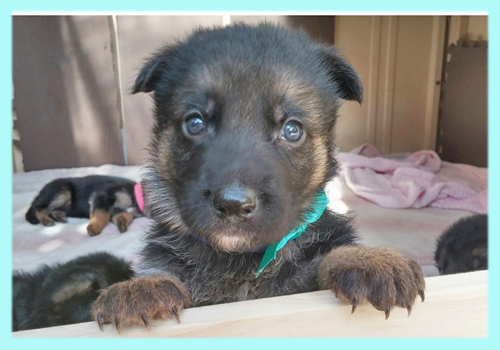 ジャーマンシェパードドッグ　ブラックタン　オス　子犬販売の専門店　AngelWan　横浜