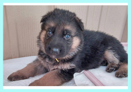 ジャーマンシェパードドッグ ブラックタン オス 子犬販売の専門店 AngelWan 横浜