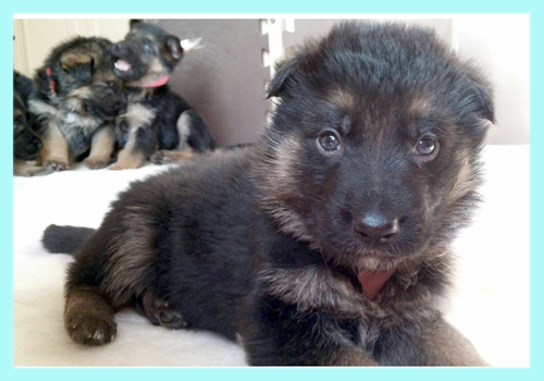 ジャーマンシェパードドッグ　ブラックタン　オス　子犬販売の専門店　AngelWan　横浜