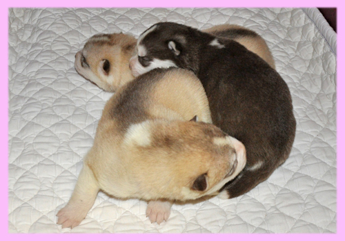 シベリアンハスキー　子犬販売の専門店　AngelWan　横浜