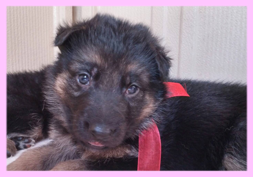 ジャーマンシェパードドッグ　ブラックタン　メス　子犬販売の専門店　AngelWan　横浜