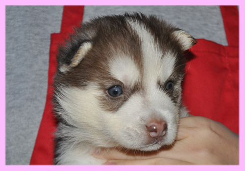 シベリアンハスキー　レッド＆ホワイト　メス　子犬販売の専門店　AngelWan　横浜