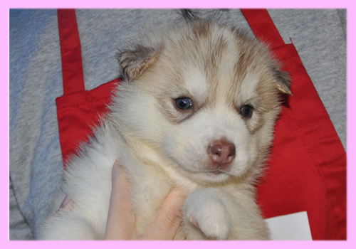 シベリアンハスキー　コパー＆ホワイト　メス　子犬販売の専門店　AngelWan　横浜
