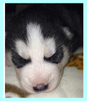 シベリアンハスキー　ブラック＆ホワイト　オス　子犬販売の専門店　AngelWan　横浜
