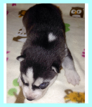 シベリアンハスキー ブラック&ホワイト オス 子犬販売の専門店 AngelWan 横浜