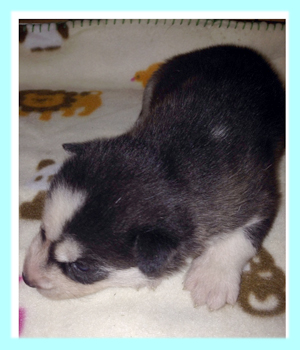 シベリアンハスキー　ブラック＆ホワイト　オス　子犬販売の専門店　AngelWan　横浜