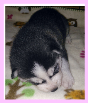 シベリアンハスキー ブラック&ホワイト メス 子犬販売の専門店 AngelWan 横浜
