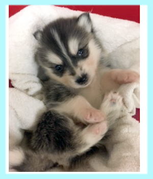 シベリアンハスキー ブラック&ホワイト オス 子犬販売の専門店 AngelWan 横浜