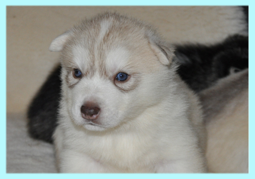 シベリアンハスキー　コパー＆ホワイト　オス　子犬販売の専門店　AngelWan　横浜