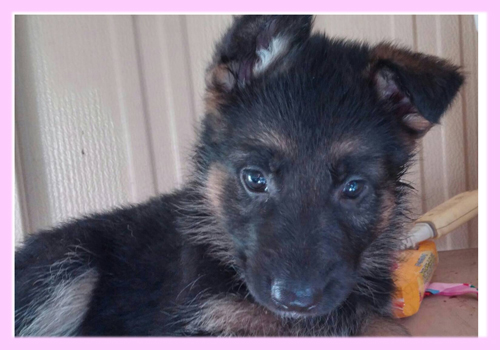 ジャーマンシェパードドッグ　メス　子犬販売の専門店　AngelWan　横浜