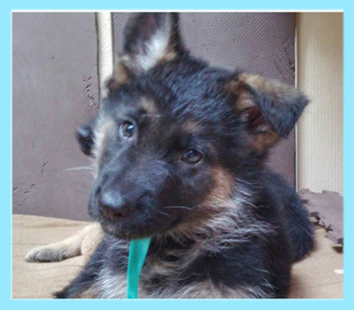 ジャーマンシェパードドッグ　ブラックタン　オス　子犬販売の専門店　AngelWan　横浜