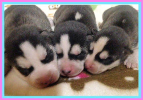 シベリアンハスキー ブラック&ホワイト 子犬販売の専門店 AngelWan 横浜