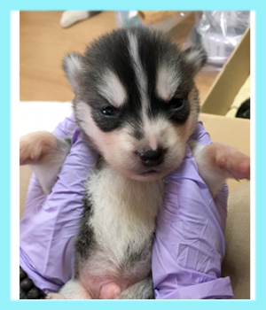 シベリアンハスキー ブラック&ホワイト オス 子犬販売の専門店 AngelWan 横浜