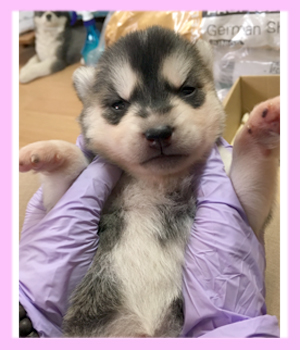 シベリアンハスキー　ブラック＆ホワイト　メス　子犬販売の専門店　AngelWan　横浜