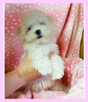 ビションフリーゼ　ホワイト　メス　子犬販売の専門店　AngelWan　横浜