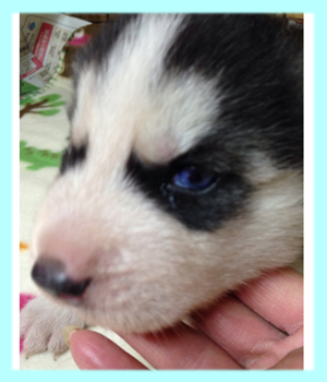 シベリアンハスキー　ブラック＆ホワイト　オス　子犬販売の専門店　AngelWan　横浜