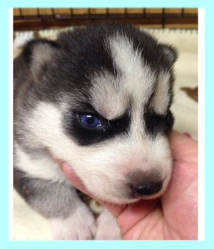 シベリアンハスキー ブラック&ホワイト オス 子犬販売の専門店 AngelWan 横浜