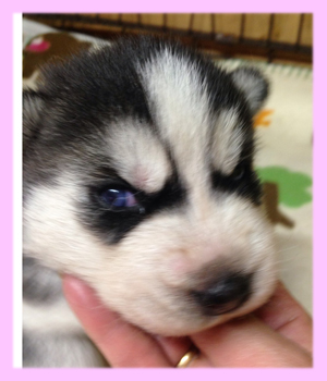 シベリアンハスキー ブラック&ホワイト メス 子犬販売の専門店 AngelWan 横浜