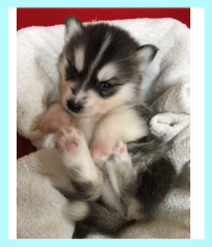 シベリアンハスキー ブラック&ホワイト オス 子犬販売の専門店 AngelWan 横浜