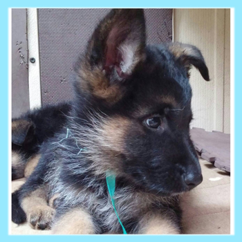 ジャーマンシェパードドッグ　ブラックタン　オス　子犬販売の専門店　AngelWan　横浜