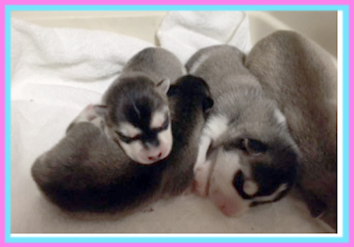 シベリアンハスキー　子犬販売の専門店　AngelWan　横浜