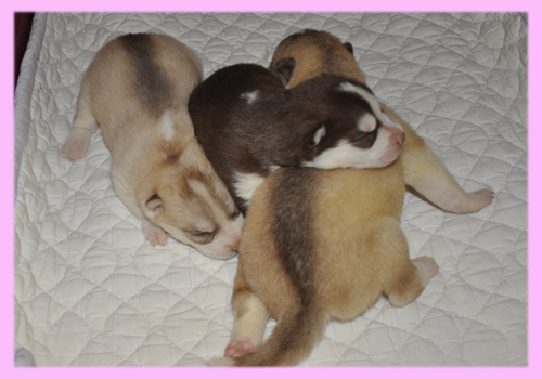 シベリアンハスキー　子犬販売の専門店　AngelWan　横浜