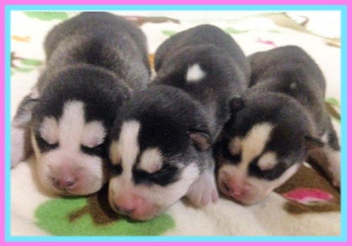 シベリアンハスキー ブラック&ホワイト 子犬販売の専門店 AngelWan 横浜