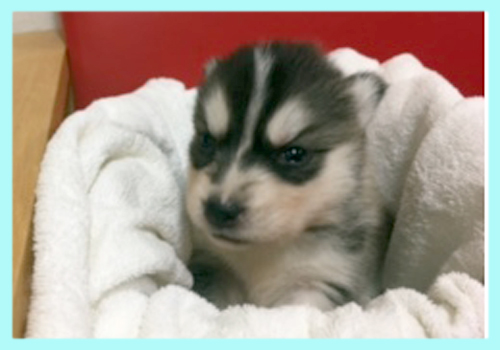 シベリアンハスキー ブラック&ホワイト オス 子犬販売の専門店 AngelWan 横浜