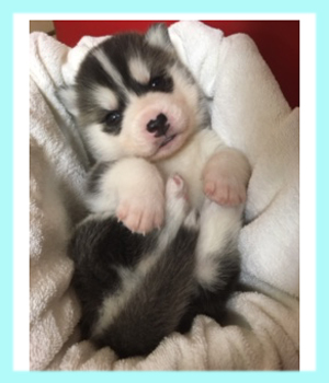 シベリアンハスキー　ブラック＆ホワイト　オス　子犬販売の専門店　AngelWan　横浜