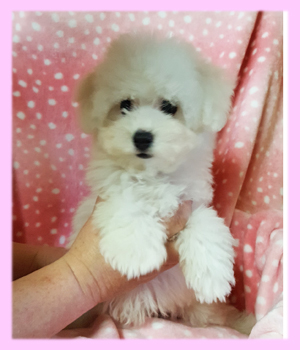 ビションフリーゼ　ホワイト　メス　子犬販売の専門店　AngelWan　横浜