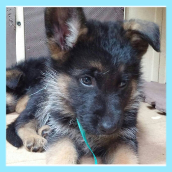 ジャーマンシェパードドッグ　ブラックタン　オス　子犬販売の専門店　AngelWan　横浜