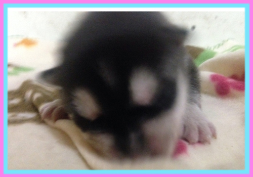 シベリアンハスキー ブラック&ホワイト 子犬販売の専門店 AngelWan 横浜