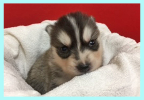 シベリアンハスキー ブラック&ホワイト オス 子犬販売の専門店 AngelWan 横浜