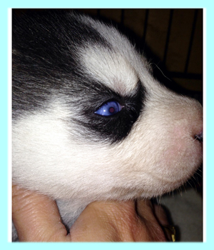 シベリアンハスキー　ブラック＆ホワイト　オス　子犬販売の専門店　AngelWan　横浜