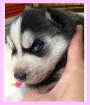 シベリアンハスキー ブラック&ホワイト メス 子犬販売の専門店 AngelWan 横浜