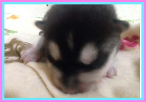 シベリアンハスキー ブラック&ホワイト 子犬販売の専門店 AngelWan 横浜