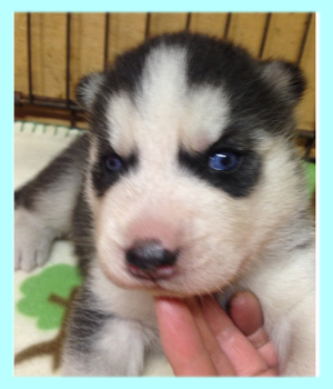 シベリアンハスキー　ブラック＆ホワイト　オス　子犬販売の専門店　AngelWan　横浜