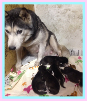 シベリアンハスキー ブラック&ホワイト 子犬販売の専門店 AngelWan 横浜