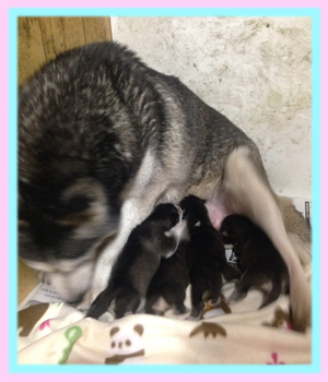 シベリアンハスキー ブラック&ホワイト 子犬販売の専門店 AngelWan 横浜