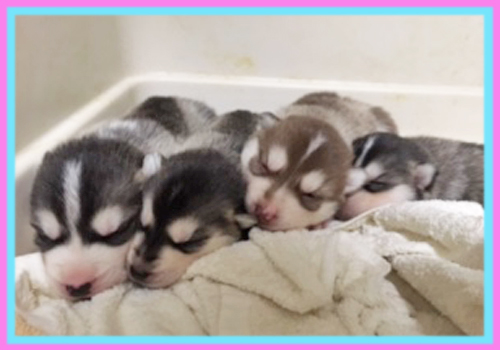 シベリアンハスキー　子犬販売の専門店　AngelWan　横浜