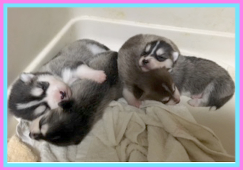 シベリアンハスキー　子犬販売の専門店　AngelWan　横浜