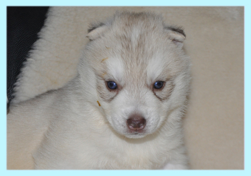 シベリアンハスキー　コパー＆ホワイト　オス　子犬販売の専門店　AngelWan　横浜