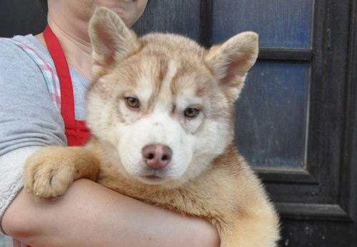シベリアンハスキー　ブリーダー 子犬専門店AngelWan 横浜