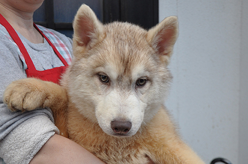 シベリアンハスキー　ブリーダー 子犬専門店AngelWan 横浜