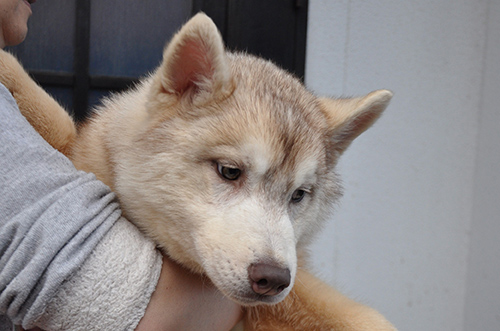 シベリアンハスキー　ブリーダー 子犬専門店AngelWan 横浜