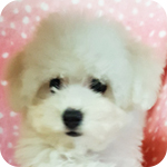 ビションフリーゼ　ホワイト　メス　子犬販売の専門店　AngelWan　横浜