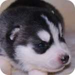 シベリアンハスキー　ブラック＆ホワイト　オス　子犬販売の専門店　AngelWan　横浜
