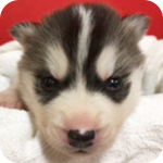 シベリアンハスキー　ブラック＆ホワイト　オス　子犬販売の専門店　AngelWan　横浜